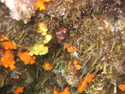 Astroides calycularis